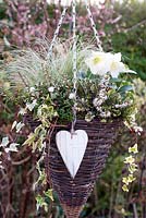 White Winter hanging basket - Erica carnea 'Winter Snow', Carex comans 'Frosted Curls', Pernettya mucronata 'Alba' and Hedera