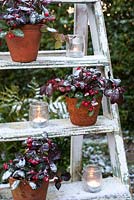 Gaulteria procumbens - Wintergreen displayed on ladder in pots with tealights