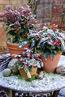 Winter containers with Skimmia Reevisiana, Skimmia japonica, Gaulteria procumbens with moss and cones
