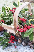 Frosted Christmas foliage and berries collected  in trug 