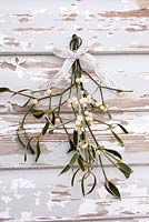 Bunch of mistletoe tied with a bow