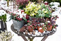 Snowy winter containers displayed on table - Skimmia Reevisiana, S. japonica, Gaulteria procumbens, Ilex and Helleborus niger