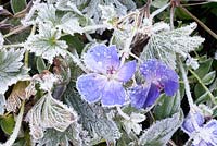 Geranium 'Jolly Bee' covered in frost