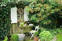 Corner of small garden surrounded by climbing plants - Hedera helix and Hydrangea petiolaris