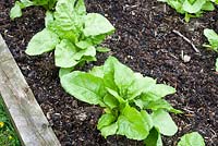 Spinach Perpetual in raised bed