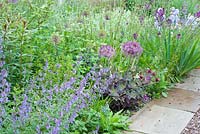Colourful summer border with Nepeta 'Six Hills Giant', Allium christophii, Verbascum phoeniceum - Purple Mullein and Iris 'Jane Philips'