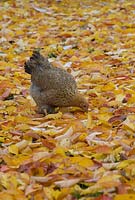 Bantam scratching in the fallen autumn cherry tree leaves in October