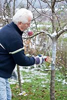 Man painting apple tree trunk