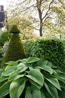 Hosta 'Green Acres' backed with yew topiary and hedges.