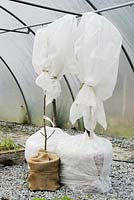 Delicate fruit trees, Nectarine, Peach and Pear protected with fleece, hessian and plastic bubble wrap in a polytunnel in Winter, Wales.