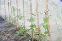 Pisum sativa - Pea 'Exzellenz' under protective mesh in a polytunnel in Winter, Wales.