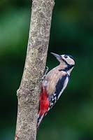 Greater spotted woodpecker - Dendrocopos major on tree branch
