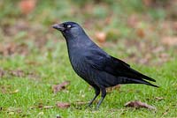 Jackdaw - Corvus monedula, on garden lawn
