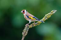 Goldfinch - Carduelis carduelis, on tree branch