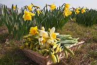 Bunches of freshly cut daffodils - Pick Your Own Daffodil Farm at Woodborough Nursery, Pewsey, Wiltshire