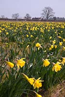 Pick Your Own Daffodil Farm at Woodborough Nursery, Pewsey, Wiltshire