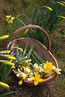 A wooden trug of freshly cut daffodils - Pick Your Own Daffodil Farm at Woodborough Nursery, Pewsey, Wiltshire