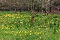 A spring meadow of Narcissus bulbocodium