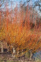 Salix alba var. vitellina 'Yelverton' beside a pond