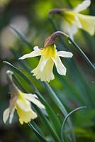 Narcissus 'W.P.Milner'