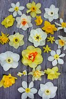 Narcissus 'Butter and Eggs', 'Telamonius', 'Royal Princess', 'Pipit', 'Sir Winston Churchill', 'Trevithian', 'Mrs Langtry', 'White Lady', 'High Society', 'Rip van Winkle', 'Stella', 'Pipit', 'Papillon Blanc' and 'Baby Moon' 