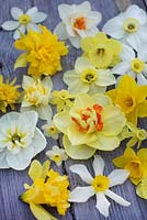 Narcissus 'Butter and Eggs', 'Telamonius', 'Royal Princess', 'Pipit', 'Sir Winston Churchill', 'Trevithian', 'Mrs Langtry', 'White Lady', 'High Society', 'Rip van Winkle', 'Stella', 'Pipit', 'Papillon Blanc' and 'Baby Moon' 