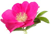 Rosa rugosa - Hedgerow rose in June
