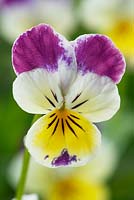 Viola 'Helen Mount' - Tricolor pansy in July