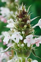 Morina longifolia - Long-leaved whorlflower, July