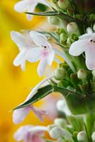 Morina longifolia - Long-leaved whorlflower in July