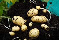 Solanum tuberosum 'Charlotte' AGM - Salad potatoes grown in plant tub and removed from tub, rootball broken up to show potatoes, second early, July