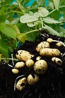 Solanum tuberosum 'Charlotte' AGM - Salad potatoes grown in plant tub and removed from tub, rootball broken up to show potatoes, second early, July