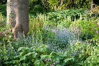 Myotisis, Lunaria annua, Tellima grandiflora, Polygonatum odoratum and Ferns in informal spring woodland garden - Frith Old Farmhouse, Kent