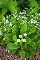 Primula vulgaris and Galium odoratum syn. Asperula odorata - Common primrose with sweet woodruff