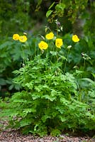 Meconopsis cambrica - Welsh poppies