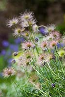 Fluffy seedheads of Pulsatilla vulgaris - Pasque flower
