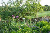 Oriental poppies in Annie's garden at Glebe Cottage including Papaver orientale 'Patty's Plum'