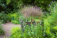 Allium schubertii in a copper container surrounded by Alchemilla mollis at Glebe Cottage