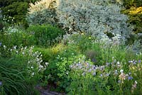 Geranium pratense running though the brick garden at Glebe Cottage with Elaeagnus 'Quicksilver' and willow