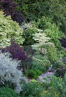 Trees at Glebe Cottage - Cornus 'Norman Hadden', Cornus controversa 'Variegata', Eleagnus 'Quicksilver', Cotinus, Crab apple and Rosa 'Paul's Himalayan Musk'