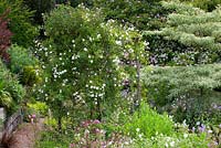 Rosa 'Sander's White' on a pergola in Alice's garden at Glebe Cottage