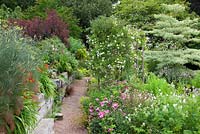 Alice's garden at Glebe Cottage, Rosa mundi, geraniums, Cornus controversa 'Variegata', Lobelia tupa and Rosa 'Sander's White' on pergola