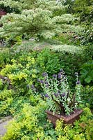 Pot of Cerinthe major 'Purpurascens' and Eucomis comosa 'Sparkling Burgundy' surrounded by Alchemilla mollis with Cornus controversa 'Variegata' in the background