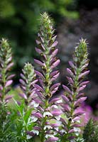 Acanthus spinosus - Bear's Breeches