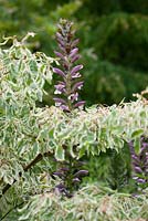 Acanthus spinosus growing up through the lower branches of Cornus controversa 'Variegata'