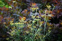 Foeniculum vulgare in front of Cotinus coggygria Purpureus Group - Common fennel