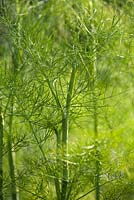 Foeniculum vulgare - Fennel at Town Place