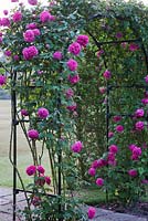 Rosa 'Madame Isaac Pereire' on arched frame - Town Place