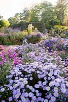 Dramatic border of Asters making up the National Collection of Autumn Asters The Picton Garden, Colwall