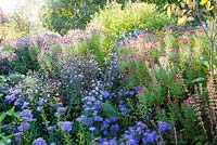 Dramatic autumn border of Asters including Aster 'King George' - The Picton Garden, Colwall